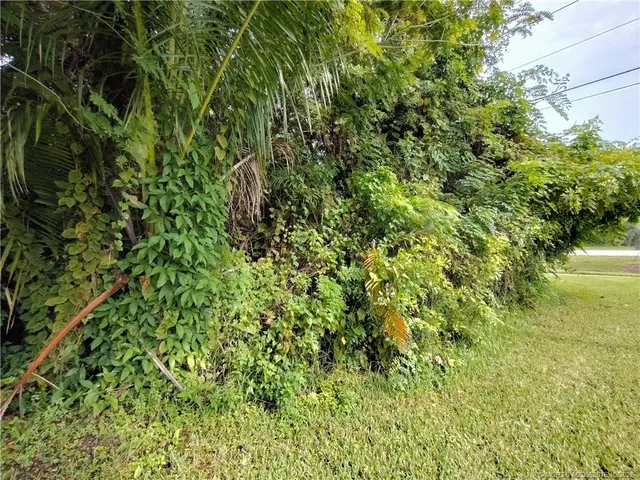 a view of a trees in a yard
