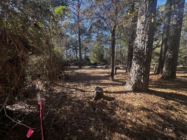 a view of a tree in the middle of a yard