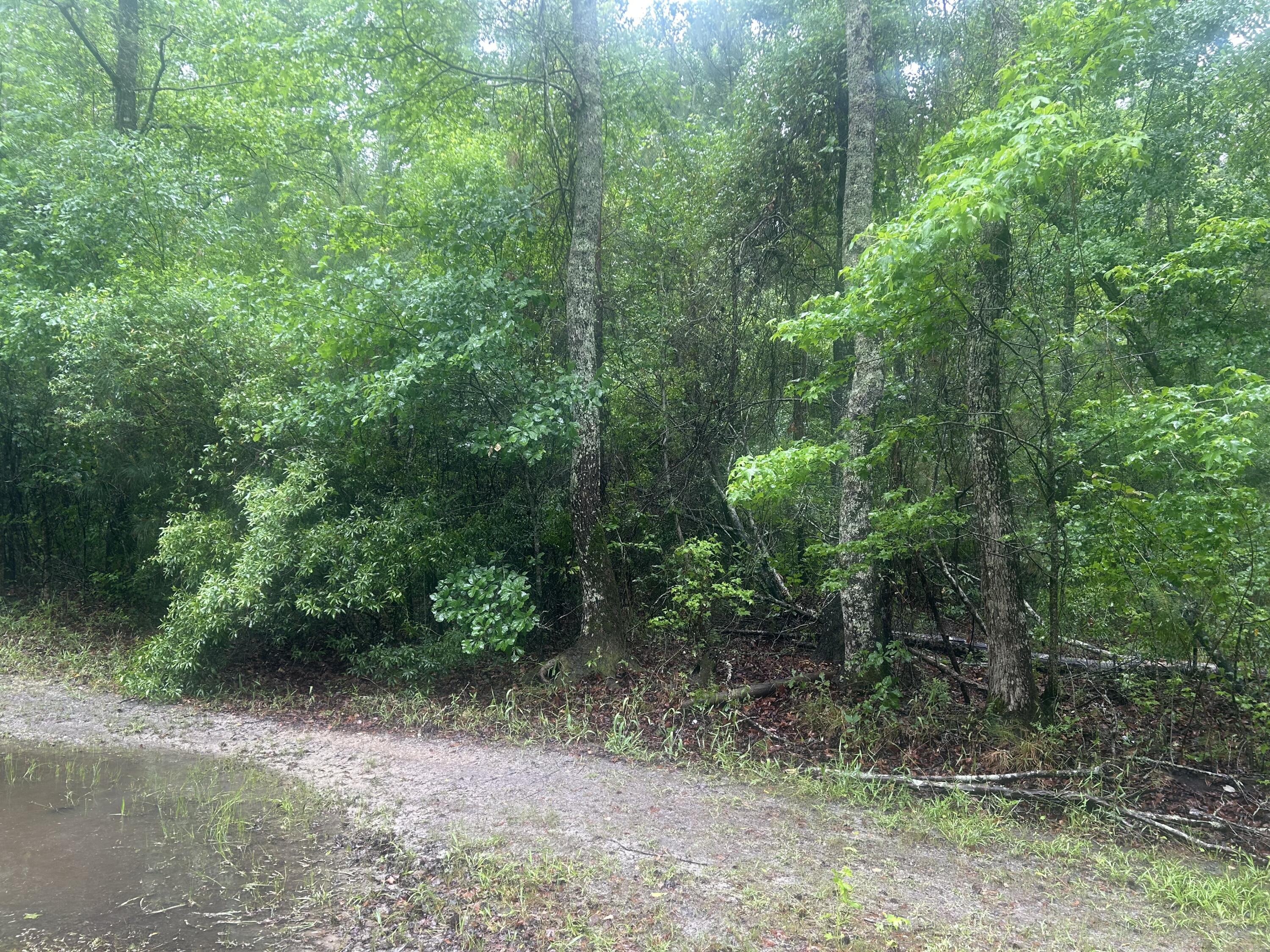 0 Corner Lane Branchville, SC 29432 - Photo 4 of 4