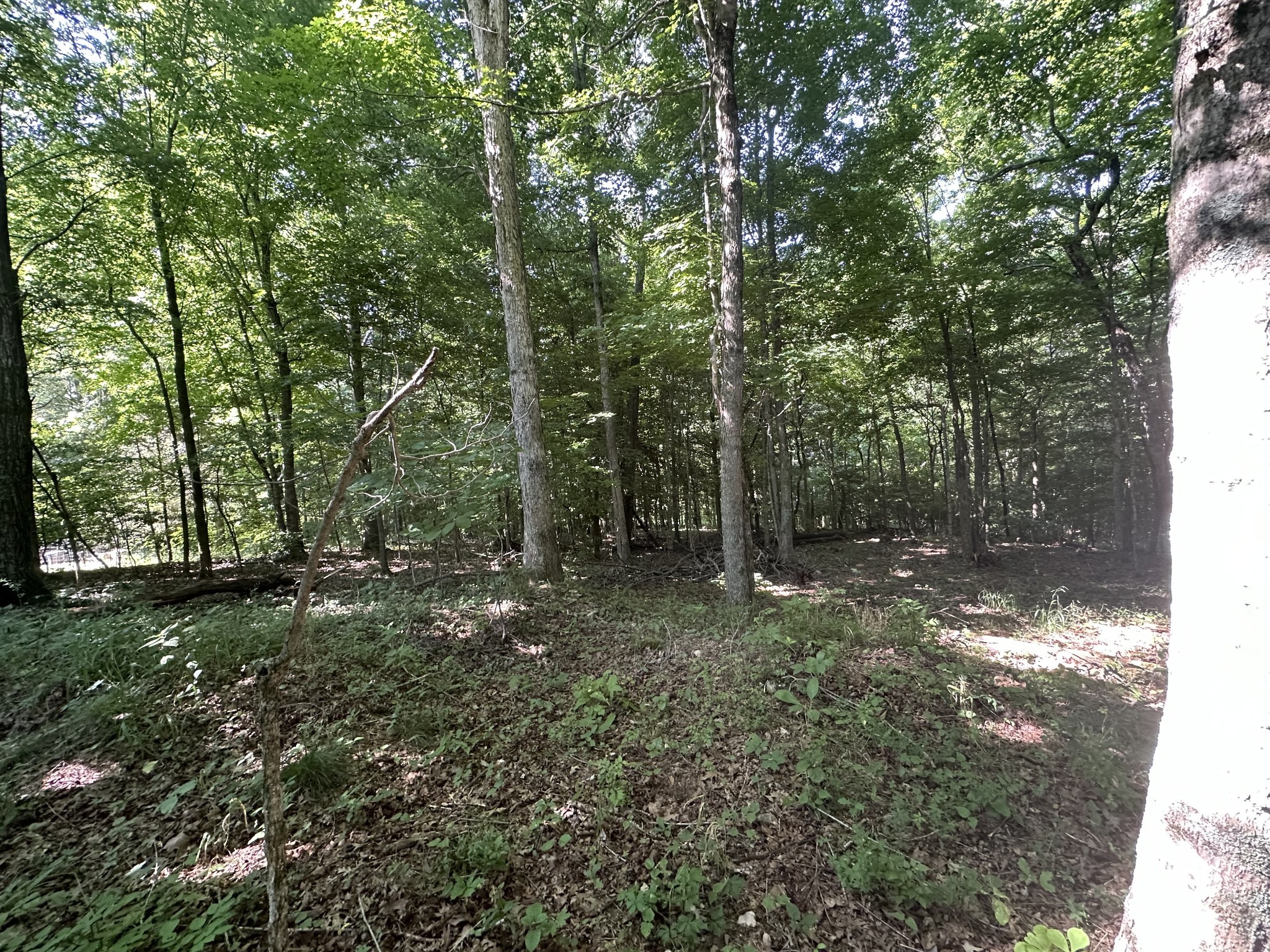 1 Reed Road Indian Mound, TN 37079 - Photo 4 of 8