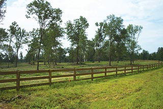 Lot 12 Runs Plantation Drive Ridge Spring, SC 29129 - Photo 1 of 1