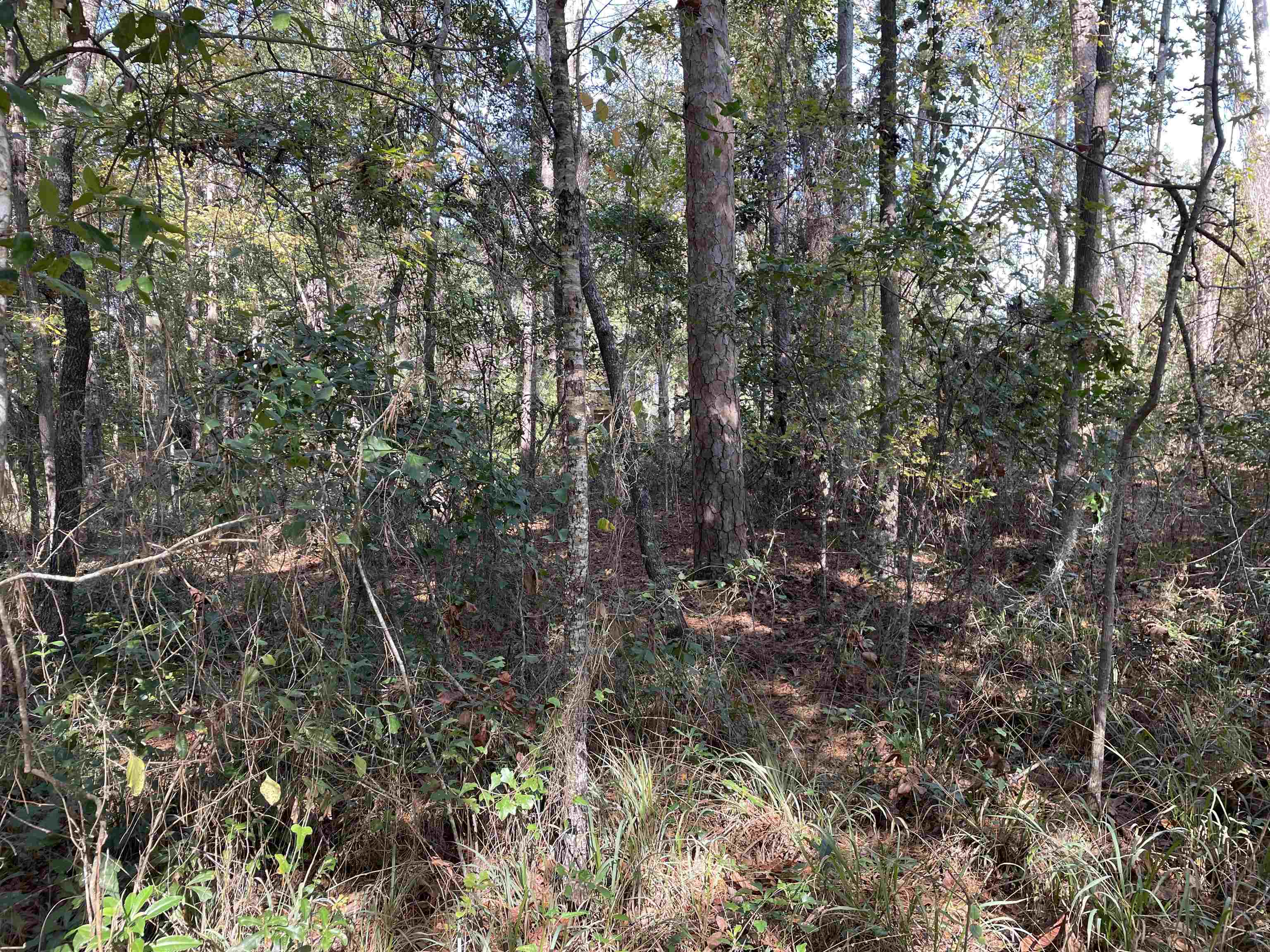 Sharer Road Tallahassee, FL 32312 - Photo 6 of 10 Gallery Image 6