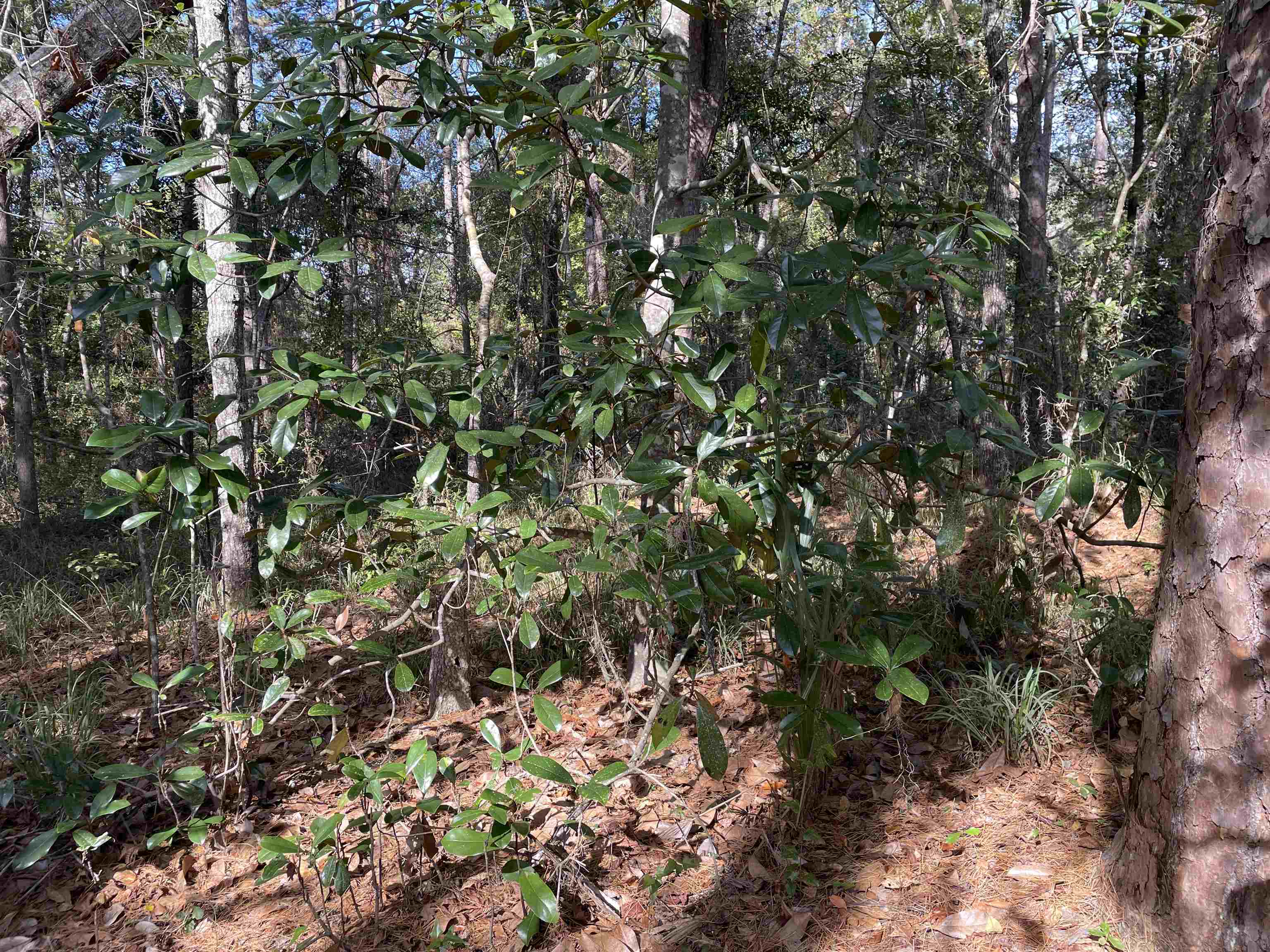 Sharer Road Tallahassee, FL 32312 - Photo 8 of 10 Gallery Image 8