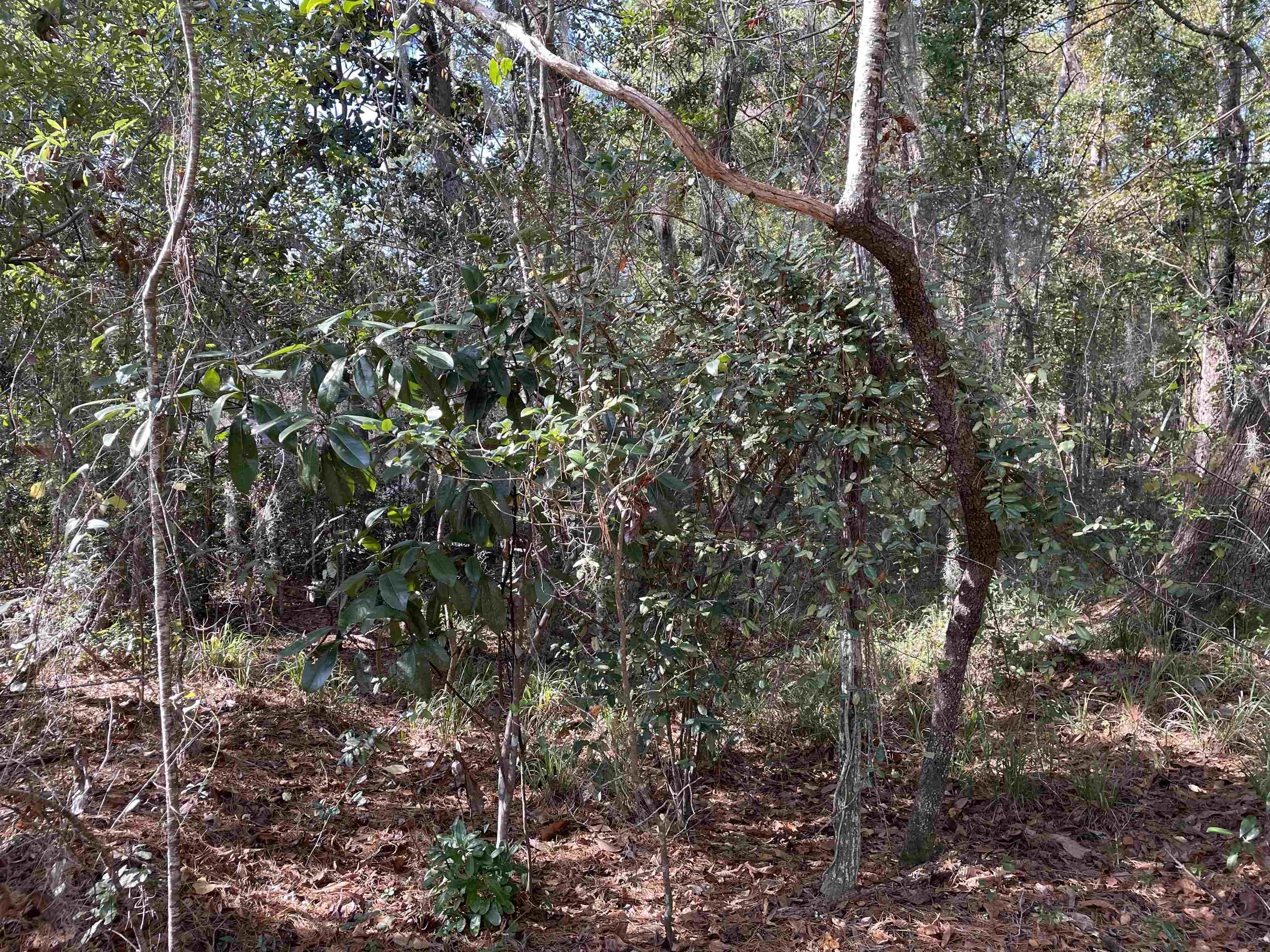 Sharer Road Tallahassee, FL 32312 - Photo 9 of 10 Gallery Image 9