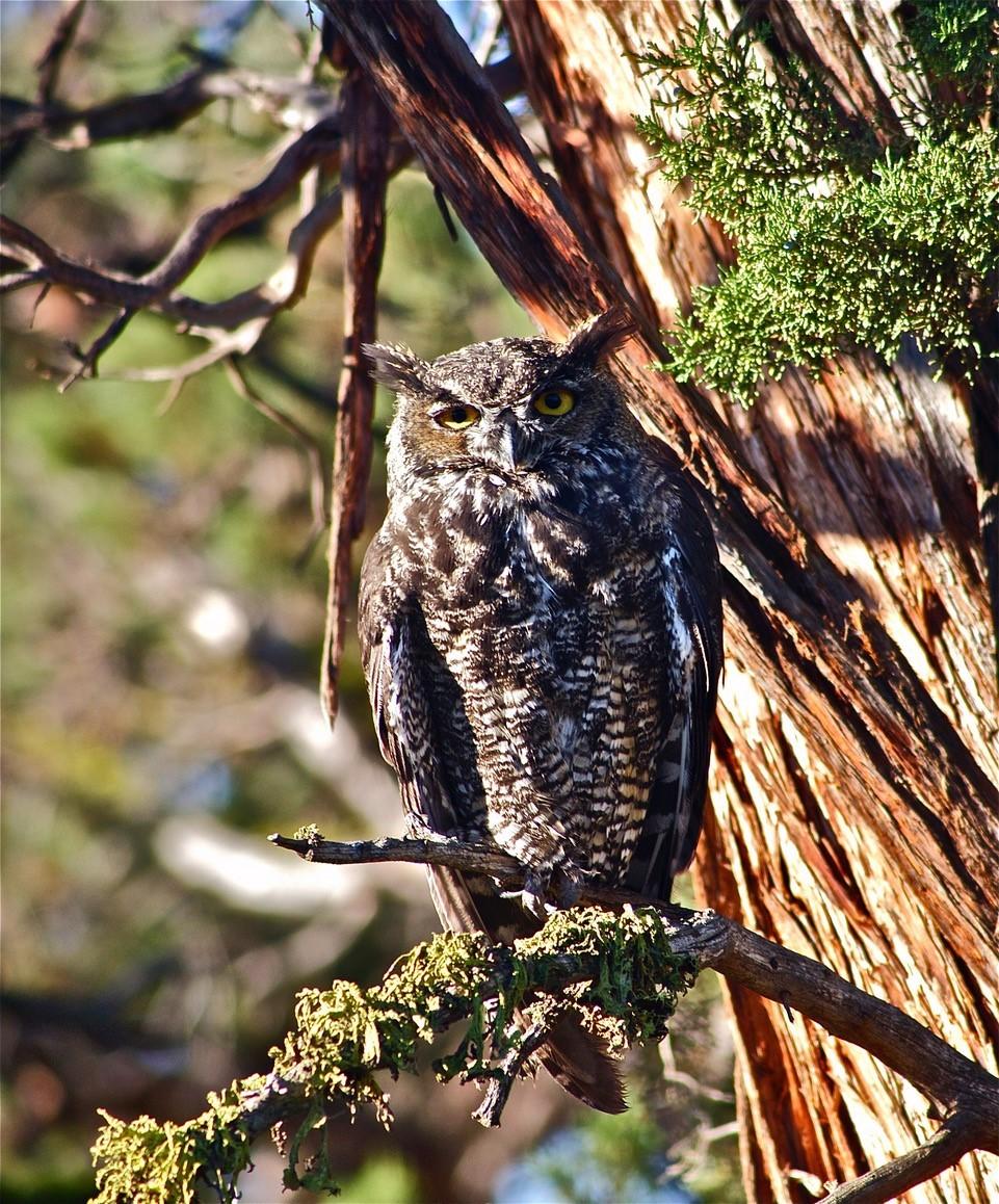 65764 Tweed Road Bend, OR 97703 - Photo 54 of 54 The abundant wildlife includes resident great horned owls.