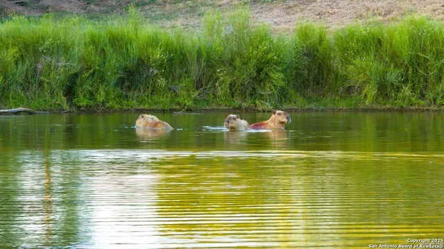 $1,375,000 | 6170 County Road 332, Jourdanton, TX 78026