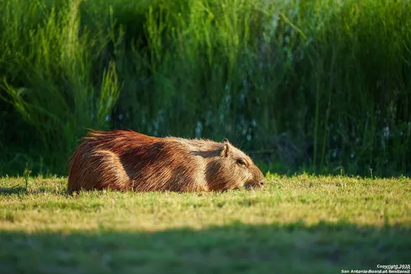 $1,375,000 | 6170 County Road 332, Jourdanton, TX 78026