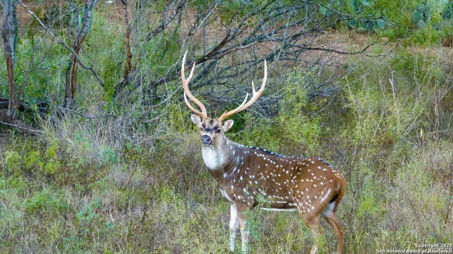 $1,375,000 | 6170 County Road 332, Jourdanton, TX 78026