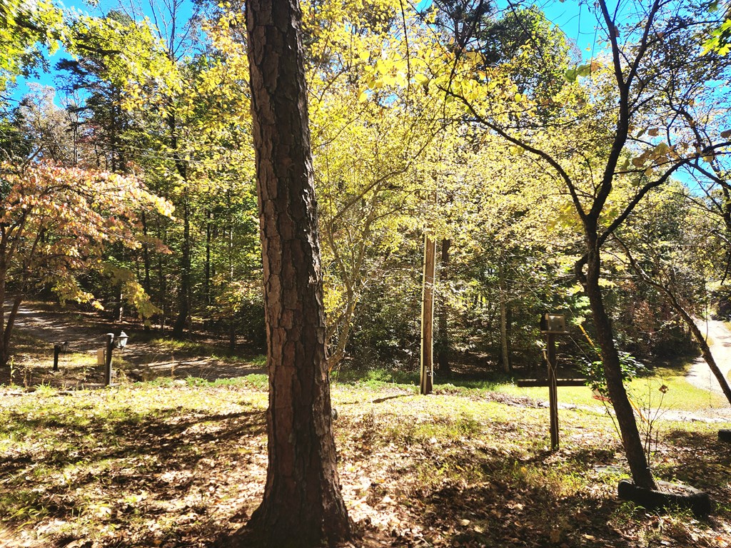 103 Cove Lane Murphy, NC 28906 - Photo 13 of 15 a view of large yard with large trees