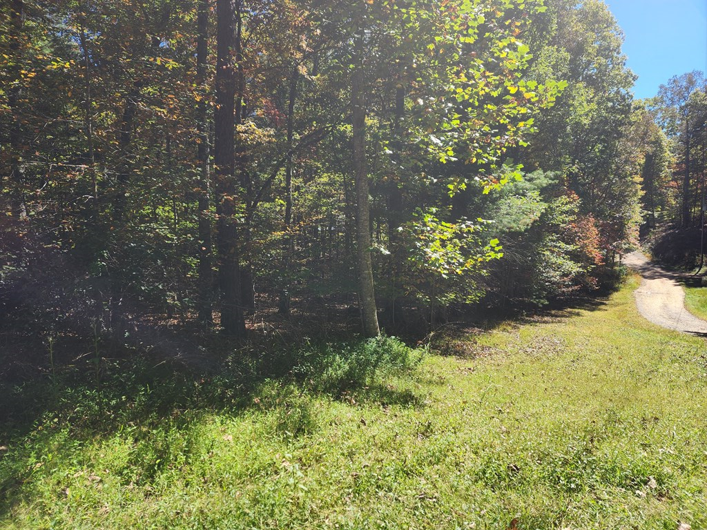 103 Cove Lane Murphy, NC 28906 - Photo 10 of 15 a view of a yard with plants and large trees
