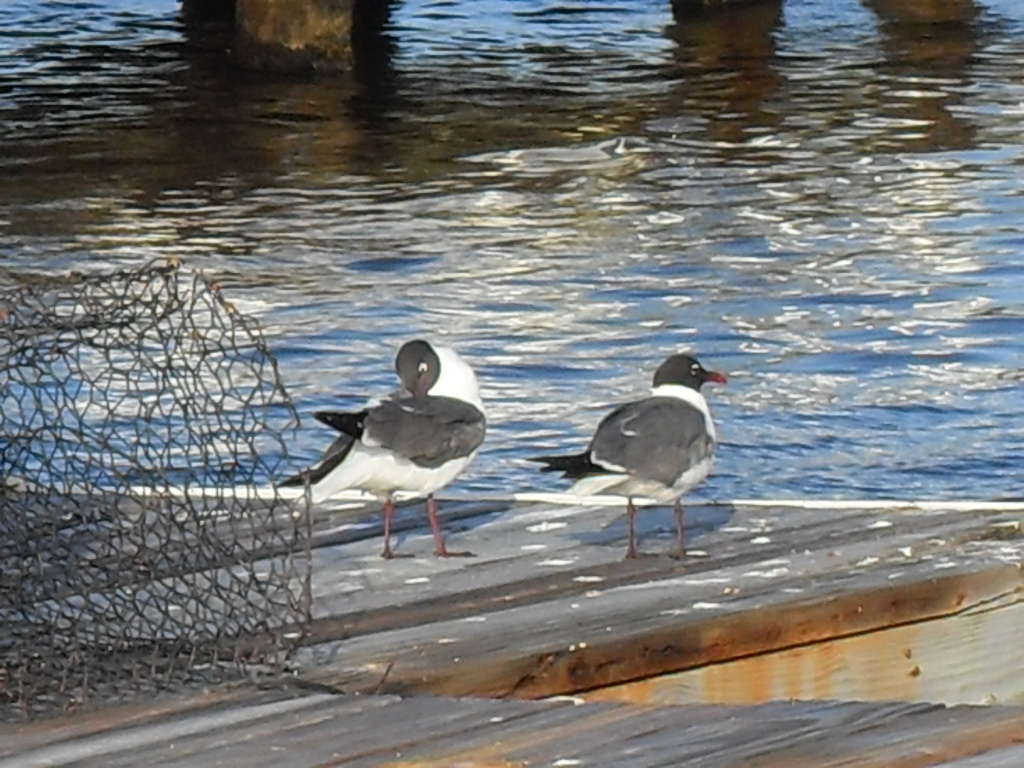 1314 Calder Road Key Largo, FL 33037 - Photo 6 of 9 Sea gulls in dock
