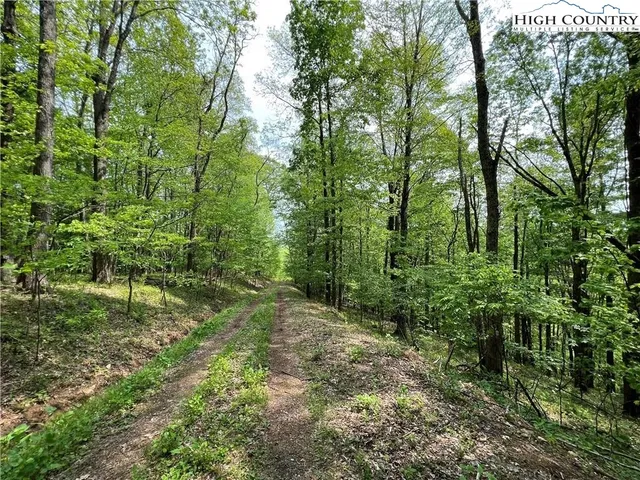 a lush green forest with lots of trees