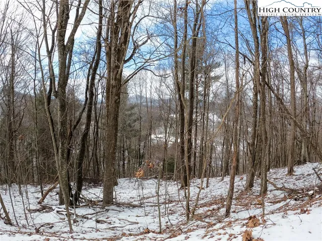a view of a forest covered with snow