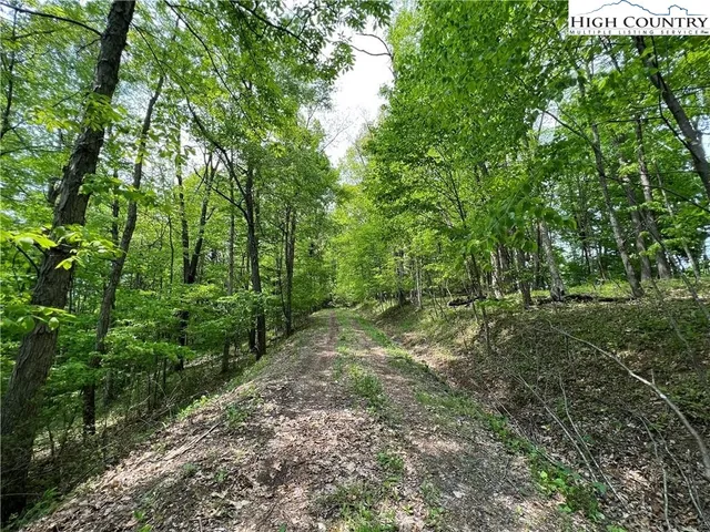a view of a forest with trees in the background