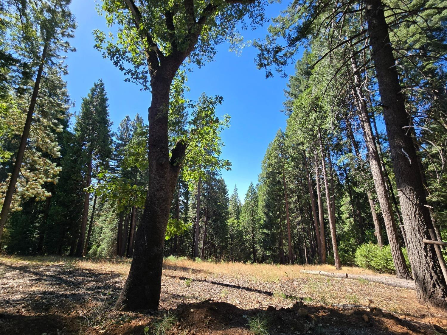 3224 York Court Pollock Pines, CA 95726 - Photo 2 of 14