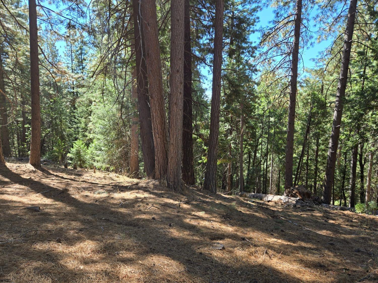 3224 York Court Pollock Pines, CA 95726 - Photo 9 of 14