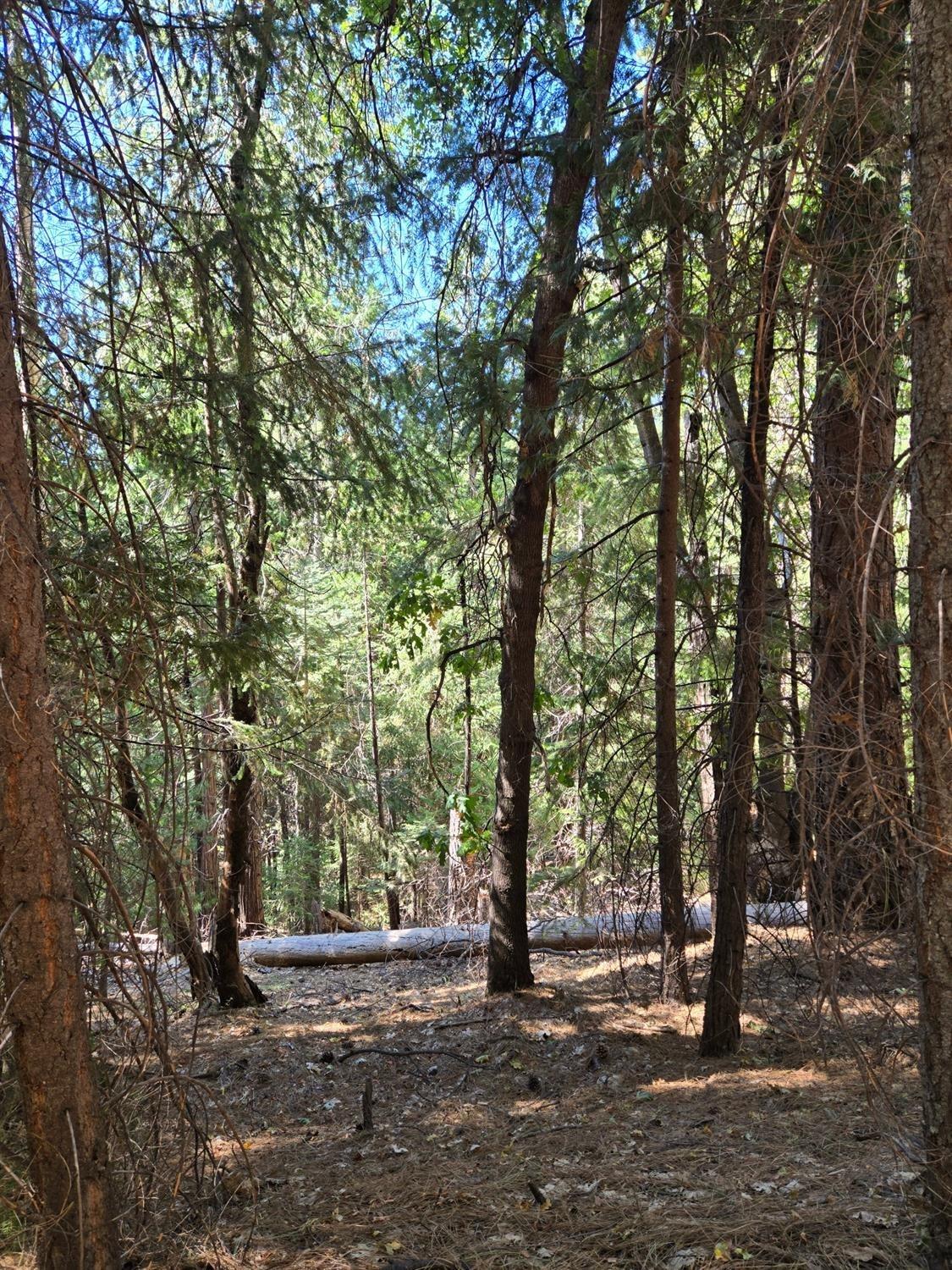 3224 York Court Pollock Pines, CA 95726 - Photo 10 of 14