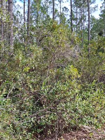 a view of a plant in a garden