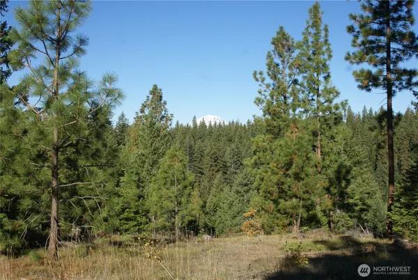 a view of a forest with a house