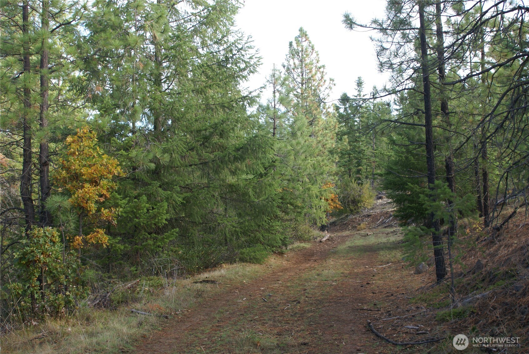 8 Ginger Way Goldendale, WA 98620 - Photo 13 of 15 a view of a forest with trees in the background