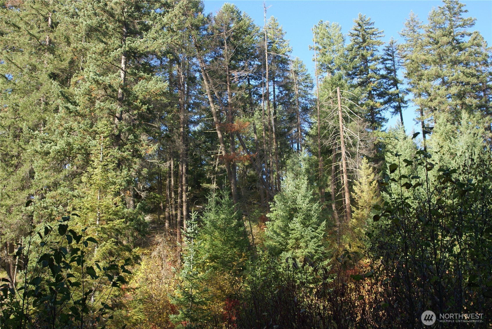 8 Ginger Way Goldendale, WA 98620 - Photo 15 of 15 a view of forest