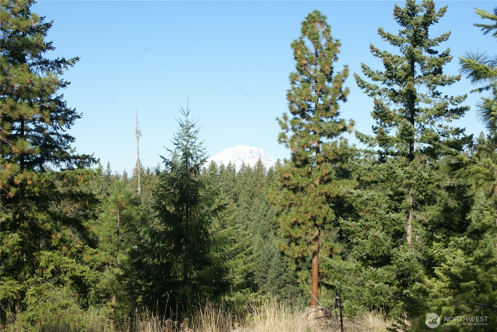 8 Ginger Way Goldendale, WA 98620 - Photo 5 of 15 a view of a tree in a yard
