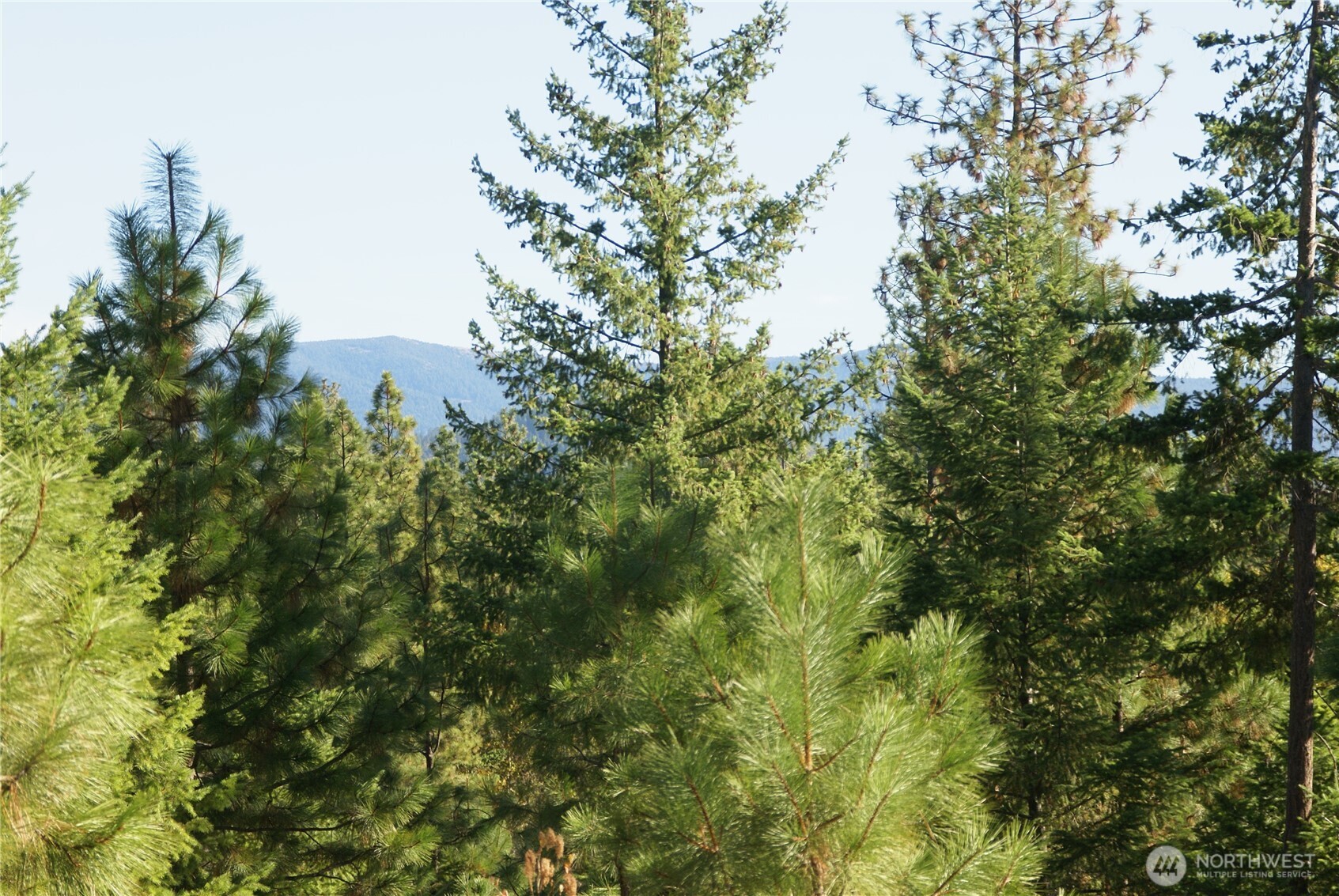 8 Ginger Way Goldendale, WA 98620 - Photo 6 of 15 a view of a tree