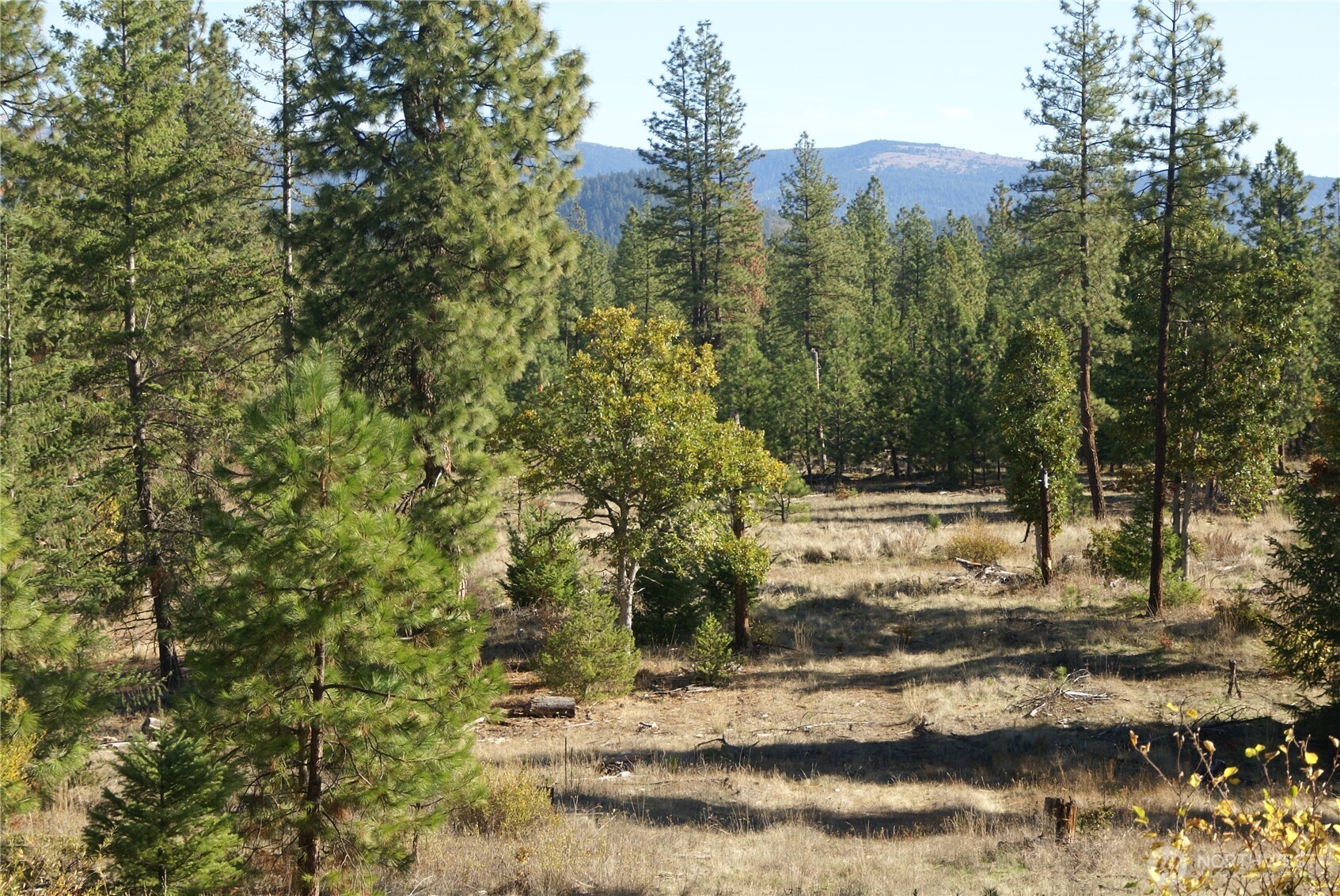 8 Ginger Way Goldendale, WA 98620 - Photo 7 of 15 a view of a yard with trees