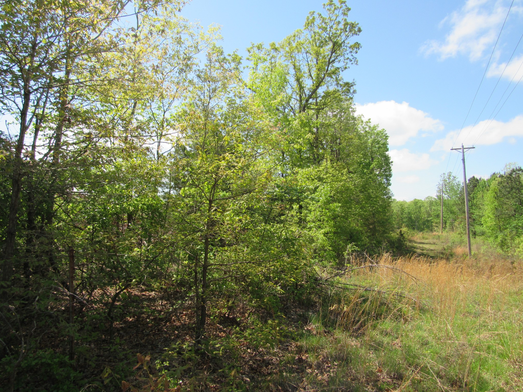 2 Birdsong Road North Holladay, TN 38341 - Photo 11 of 11 a view of a large yard with lots of green space and plants