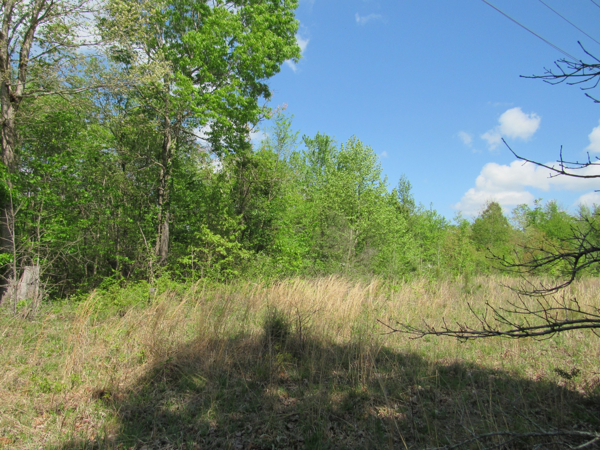 2 Birdsong Road North Holladay, TN 38341 - Photo 10 of 11 a view of lake background and tree