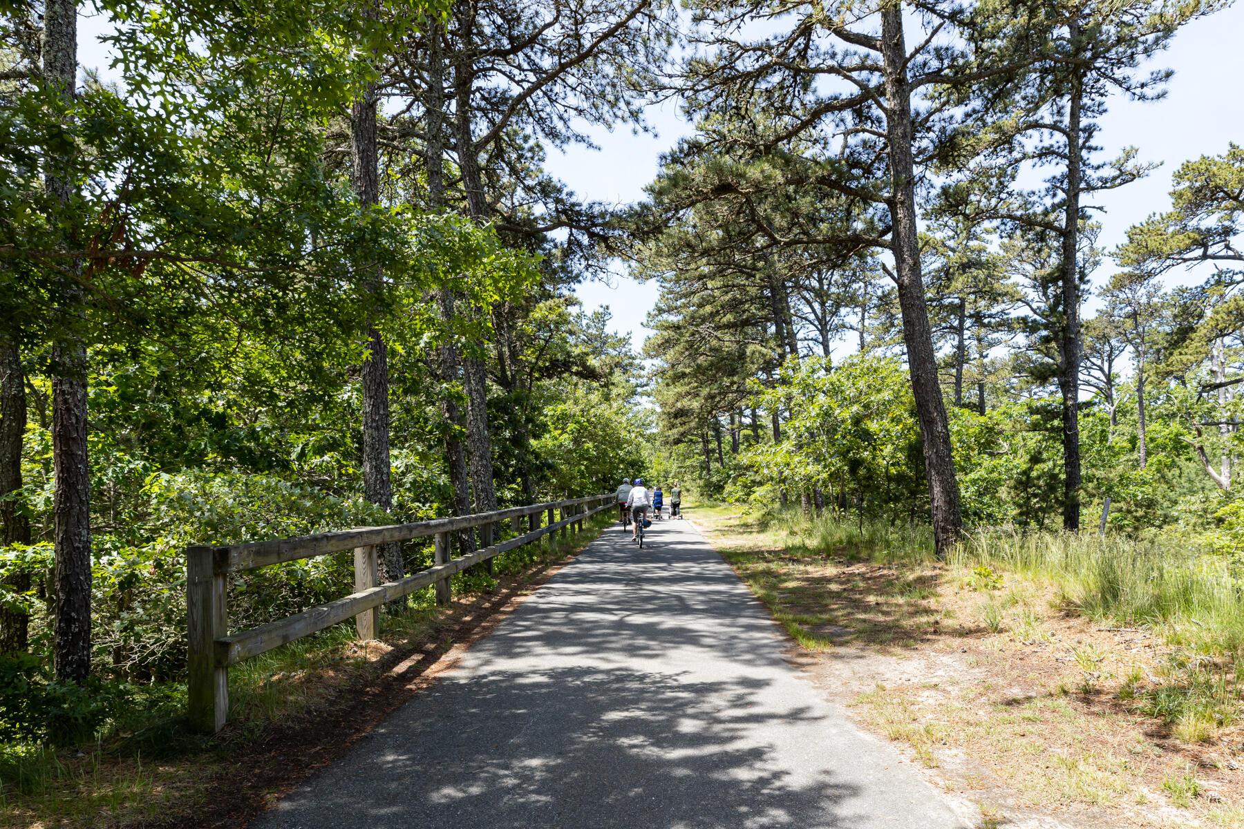 145 Henry's Road Brewster, MA 02631 - Photo 54 of 54 a view of a yard with plants and trees
