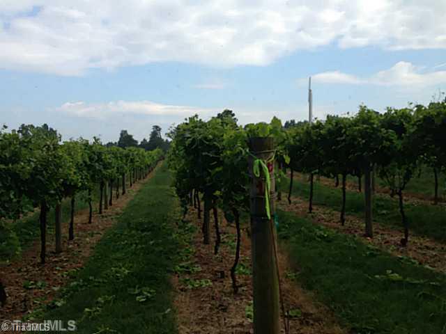 0 Williams Road Lewisville, NC 27023 - Photo 1 of 2 Land. 5 acre vineyard on the Yadkin river