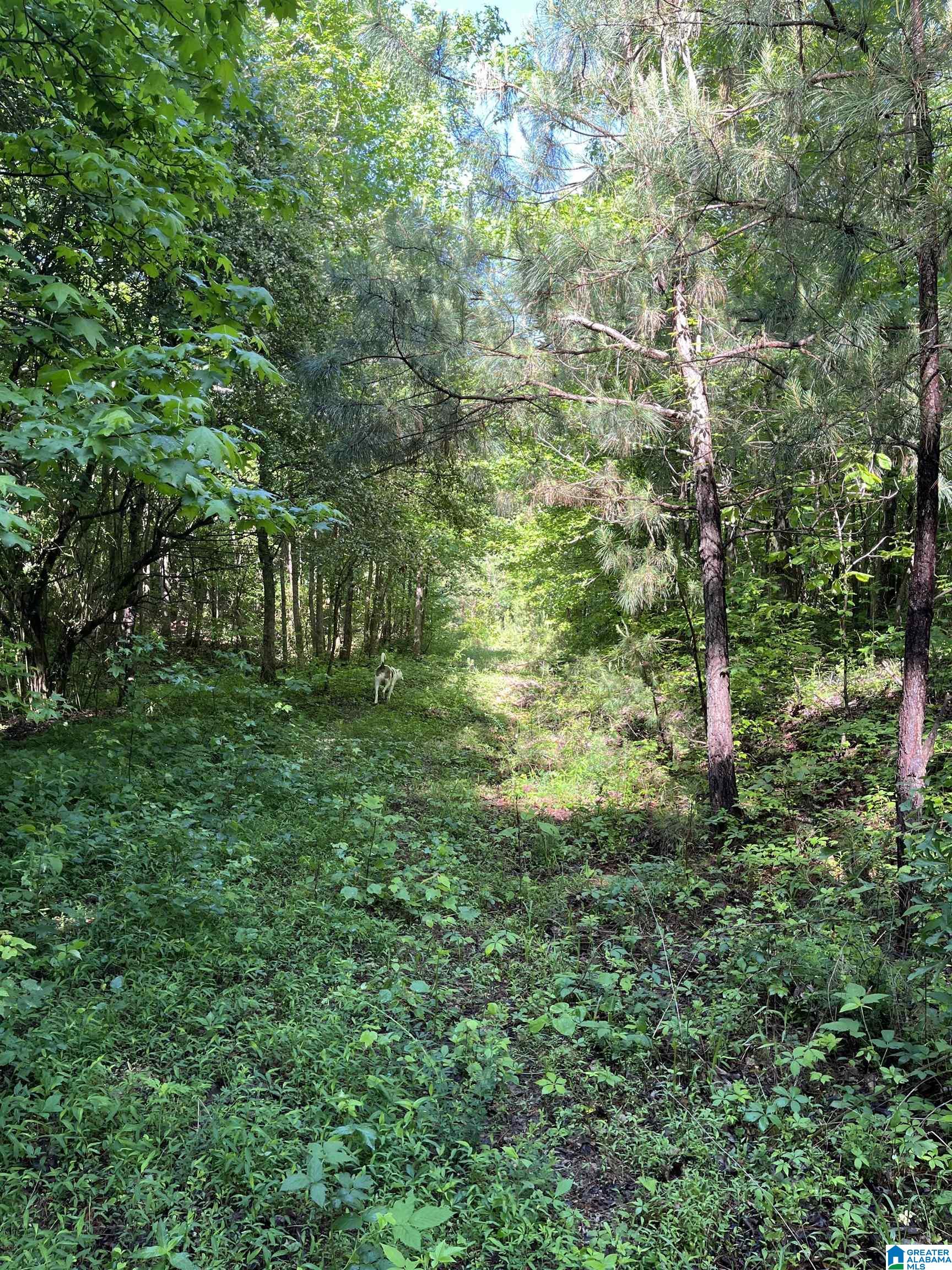 0 Morton Road, Unit 1 Oneonta, AL 35121 - Photo 14 of 14