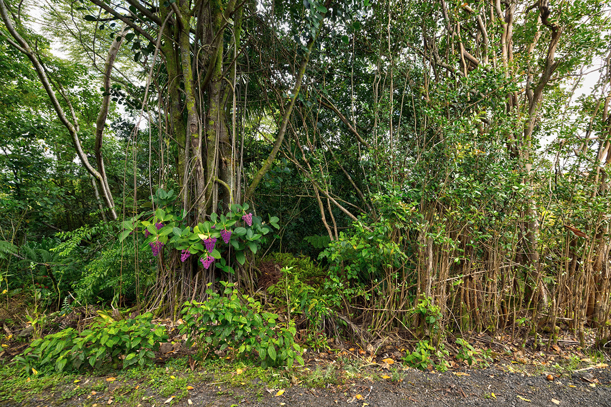 North Lauko Road Mountain View, HI 96771 - Photo 11 of 12 a view of a garden