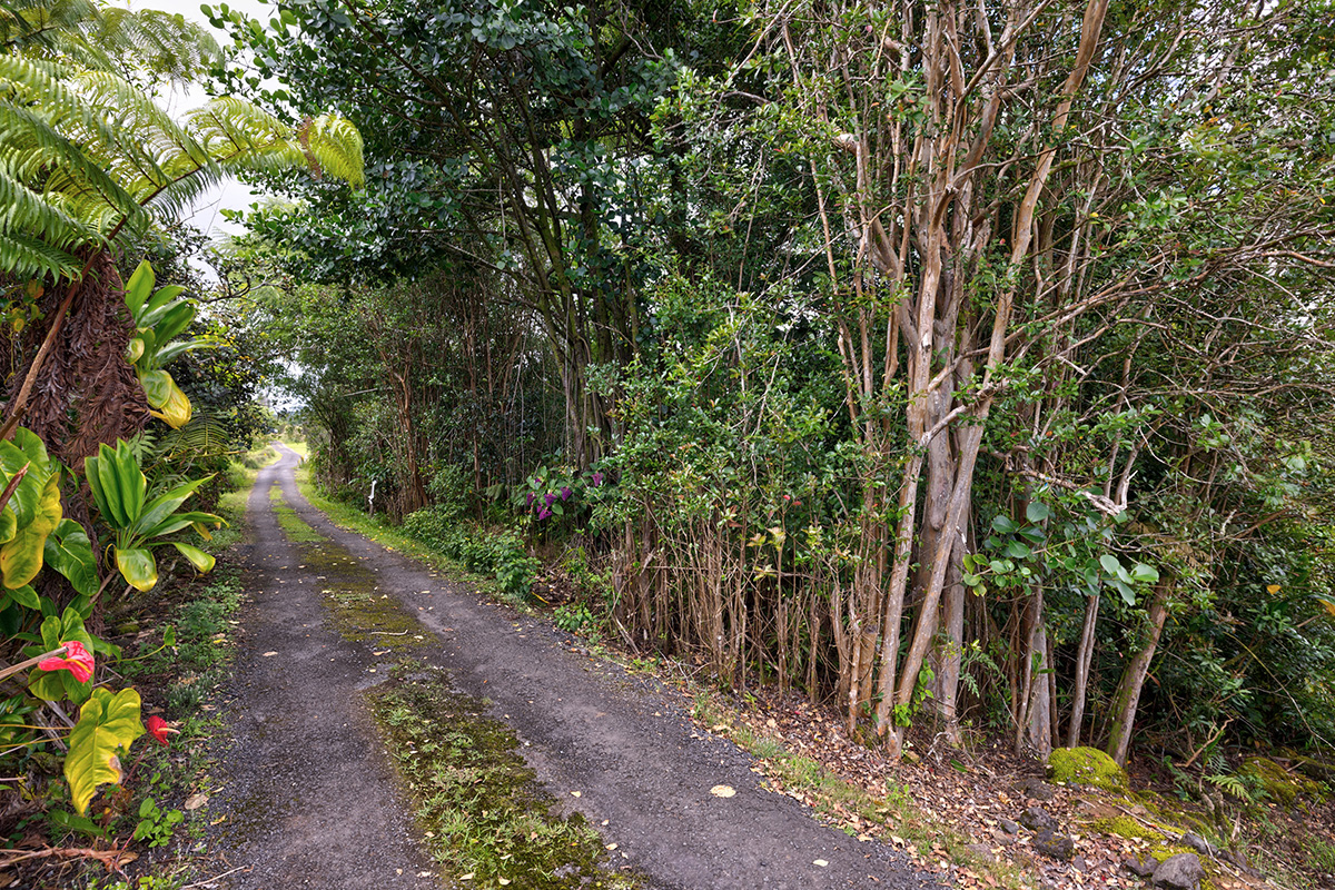 North Lauko Road Mountain View, HI 96771 - Photo 12 of 12 a view of a garden with plants and large trees