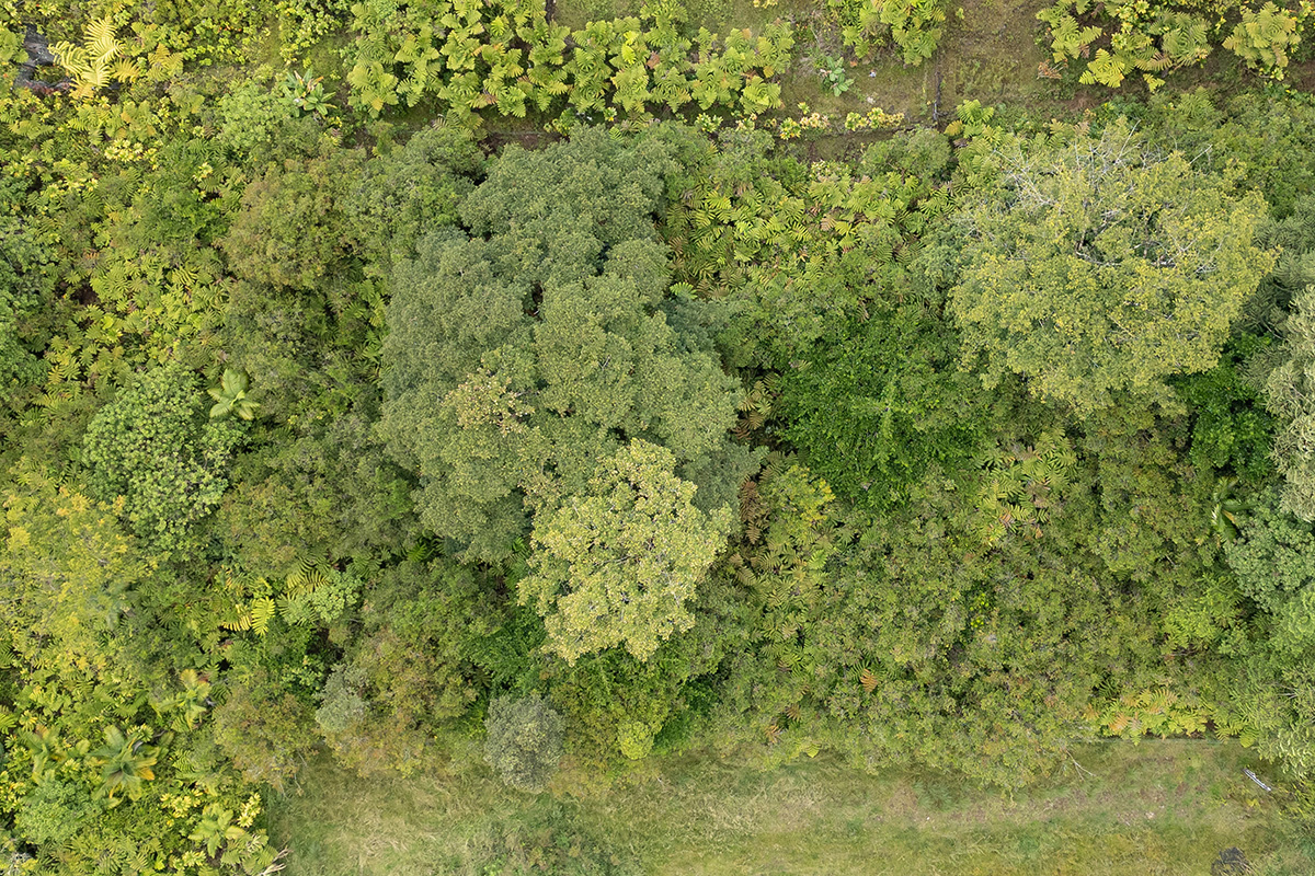 North Lauko Road Mountain View, HI 96771 - Photo 5 of 12 a view of a lush green field