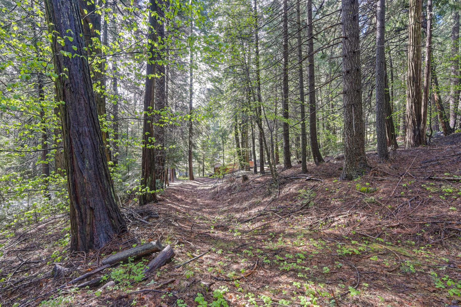 4580 Jenkinson Circle Pollock Pines, CA 95726 - Photo 48 of 78 a view of a forest with trees in the background