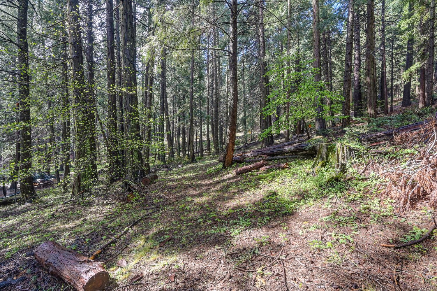 4580 Jenkinson Circle Pollock Pines, CA 95726 - Photo 51 of 78 a backyard of a house with lots of green space
