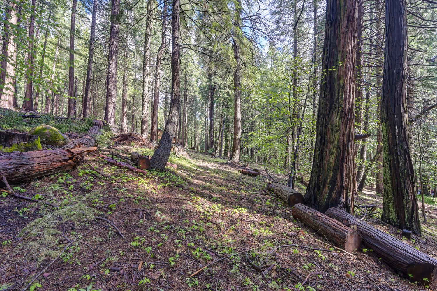 4580 Jenkinson Circle Pollock Pines, CA 95726 - Photo 52 of 78