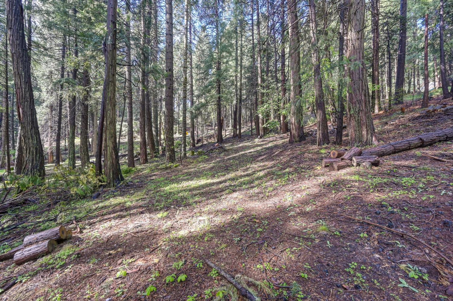 4580 Jenkinson Circle Pollock Pines, CA 95726 - Photo 53 of 78 a backyard of a house with lots of green space