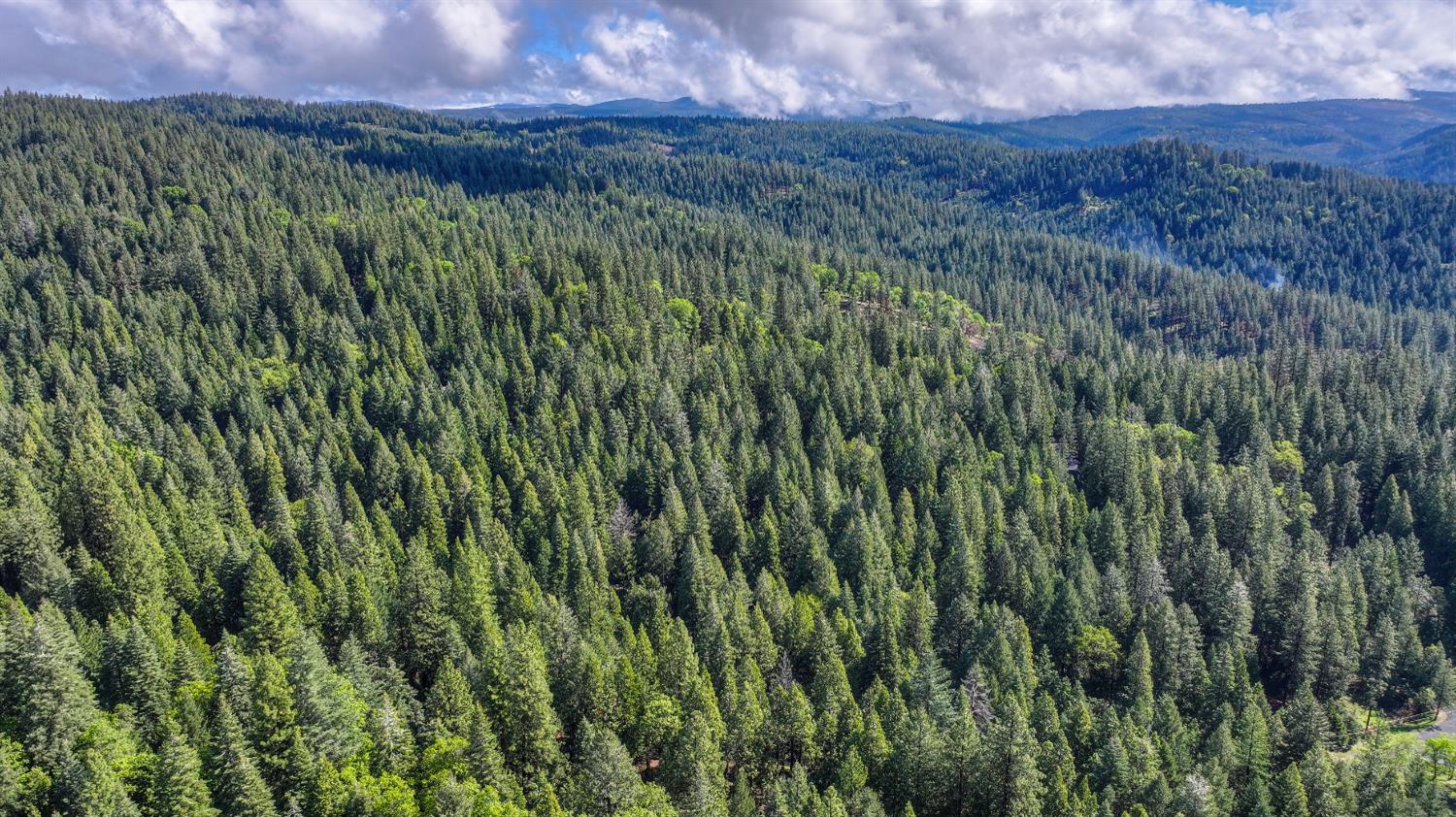 4580 Jenkinson Circle Pollock Pines, CA 95726 - Photo 78 of 78 a view of a lush green forest with a mountain