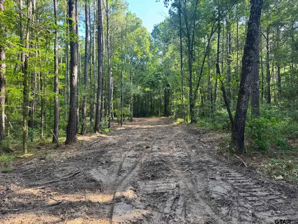 a view of a forest with trees in the background