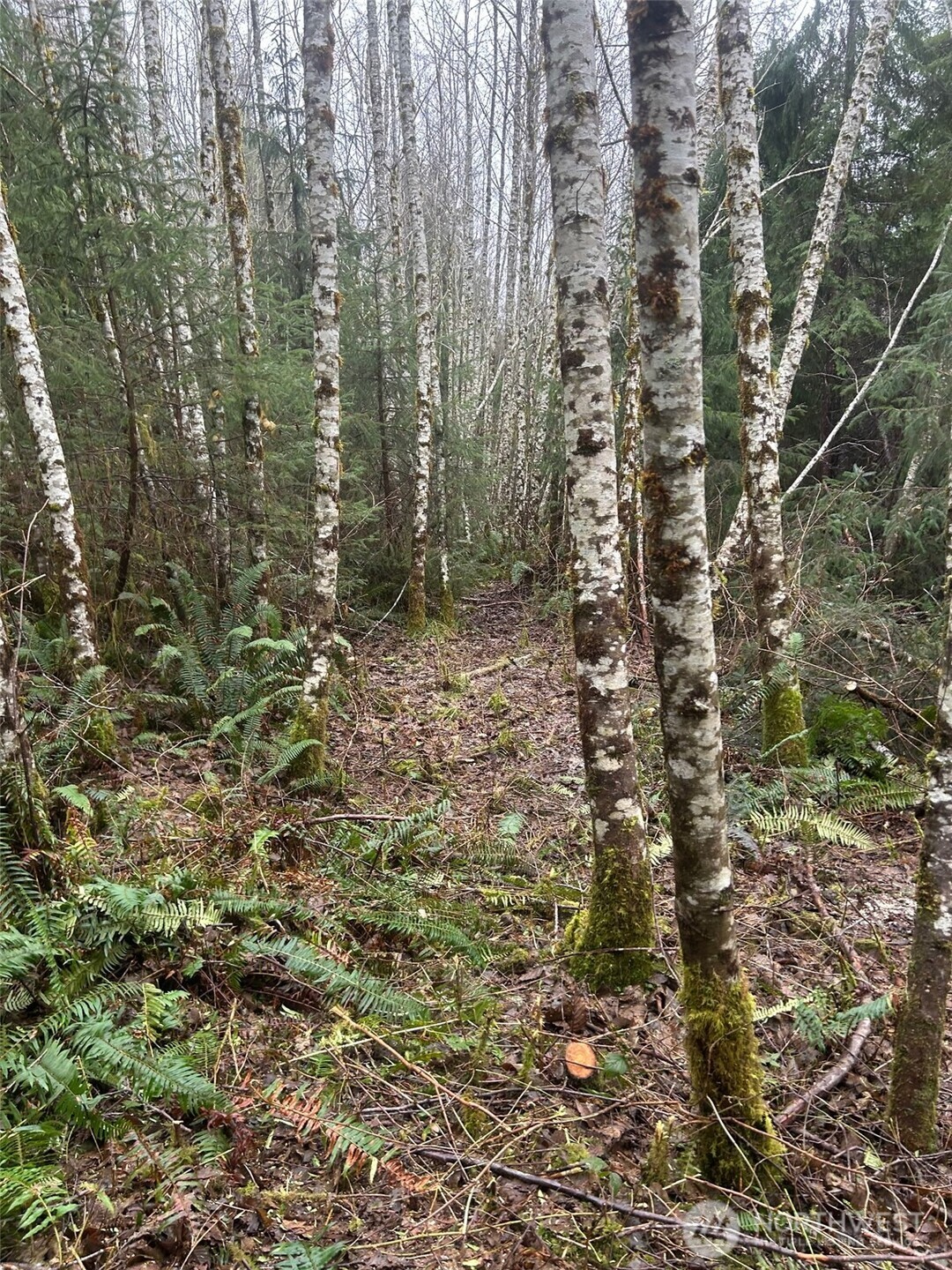 0 Parpala Road Naselle, WA 98638 - Photo 11 of 17