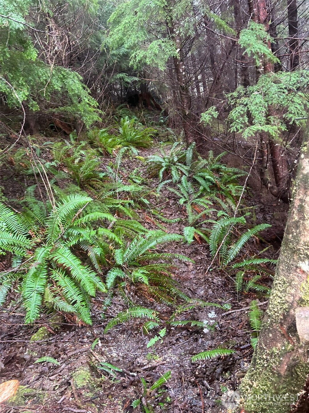 0 Parpala Road Naselle, WA 98638 - Photo 12 of 17