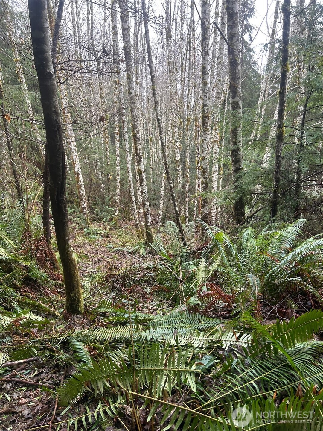 0 Parpala Road Naselle, WA 98638 - Photo 13 of 17