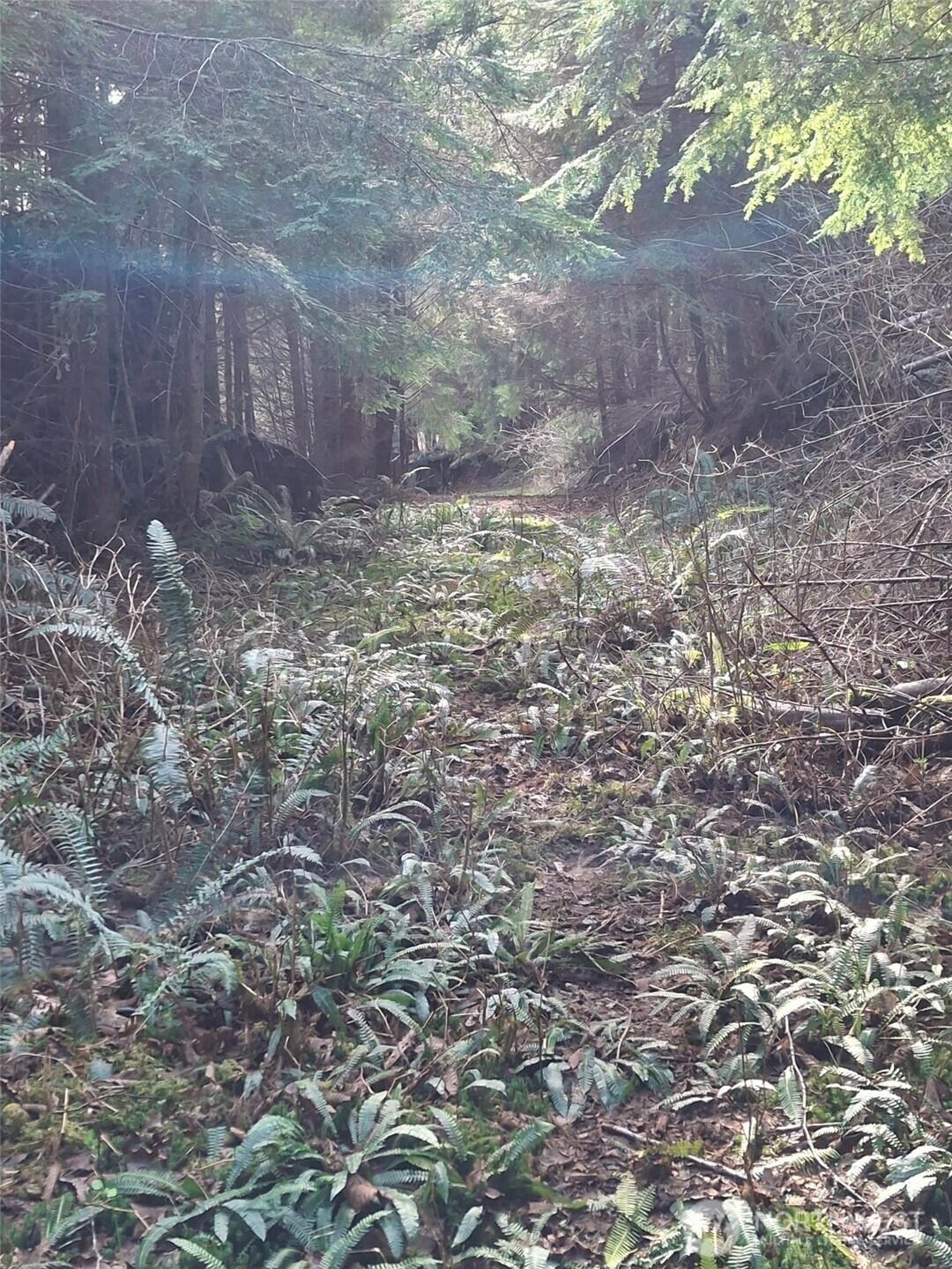 0 Parpala Road Naselle, WA 98638 - Photo 14 of 17