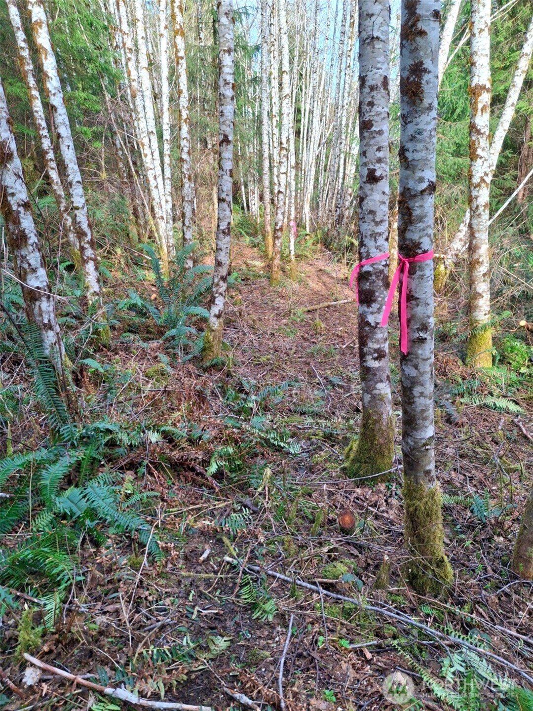 0 Parpala Road Naselle, WA 98638 - Photo 17 of 17