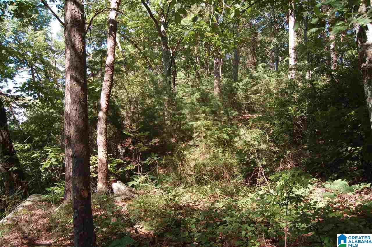49-acres Chandler Mountain Road, Unit 1 Steele, AL 35987 - Photo 15 of 23