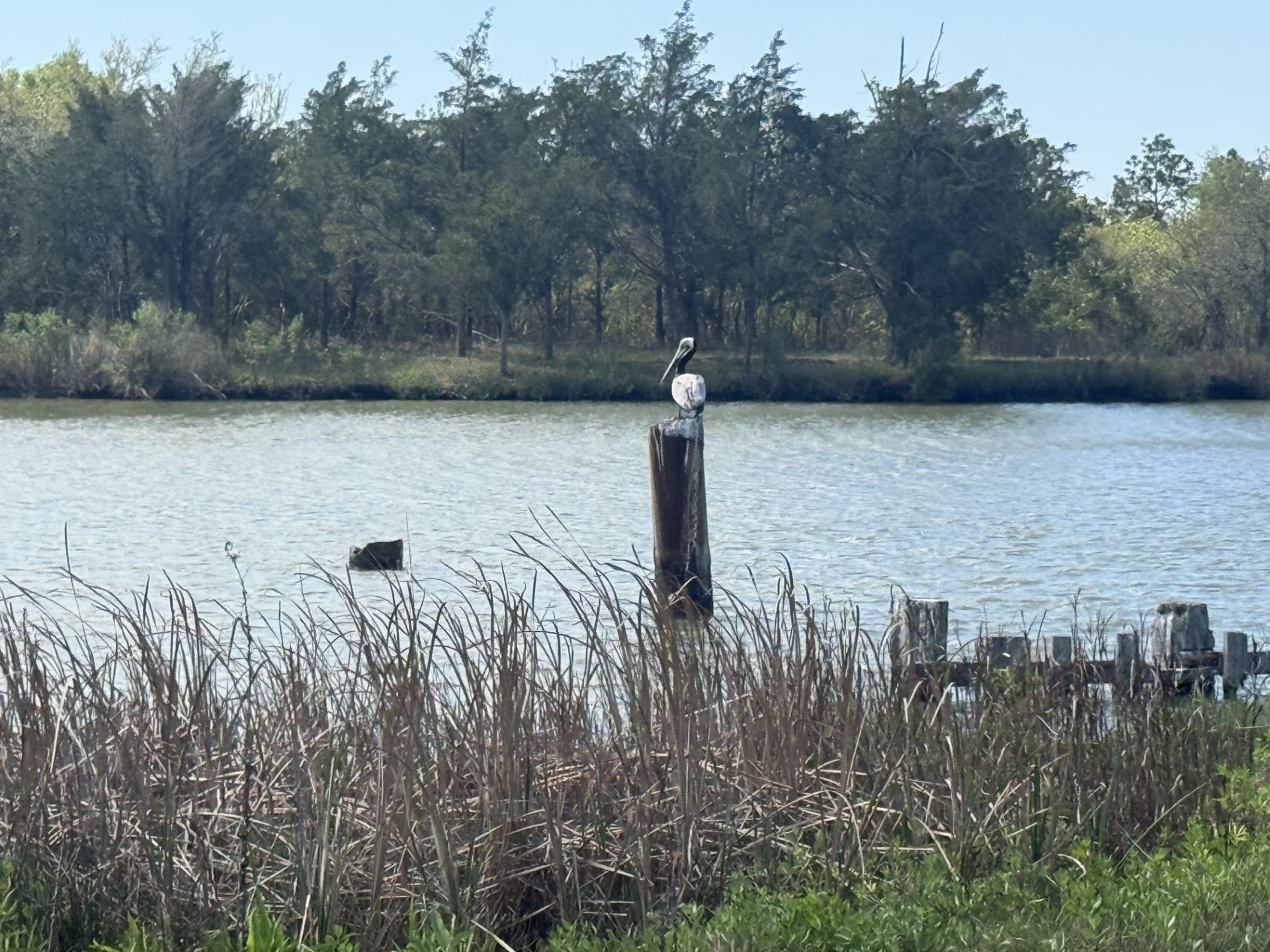 1 West Bayshore Road Anahuac, TX 77514 - Photo 9 of 9 Check out the pelicans