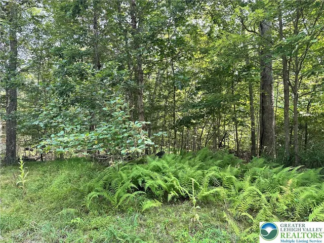 a view of a yard with plants and large trees